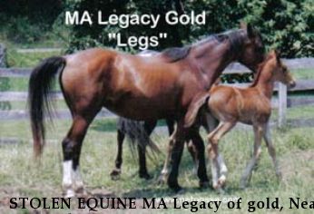 STOLEN EQUINE MA Legacy of gold, Near Fort Ashby, WV, 26719